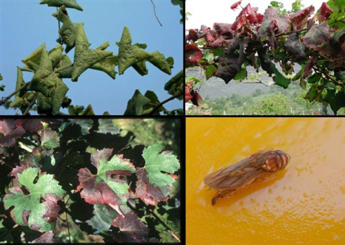 Flavescenza dorata della vite: trattamenti insetticidi obbligatori dal 15 al 22 giugno 2026